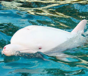Rare Albino Dolphin Fate in Japan