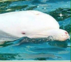 More Albinos Spotted in Recent Weeks