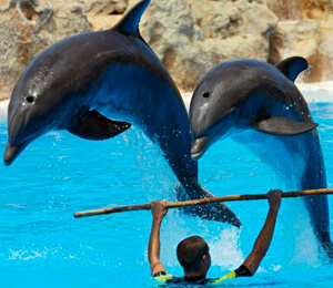 Bahamas Dolphin Trainer for a Day Programs