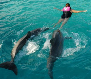 Nassau Bahamas Dolphin Programs