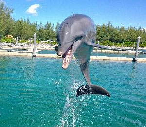 Freeport Bahamas Dolphin Programs