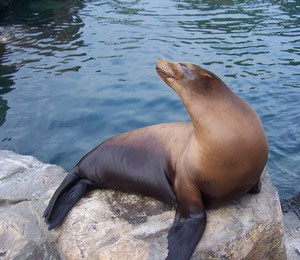 Bahamas Sea Lion Facts