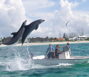 Dive with Dolphins in the Bahamas