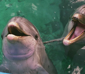 Swim With Dolphins Bahamas Sites For Everyone