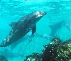 ABCs of Bottlenose Dolphins