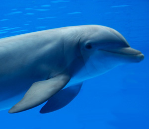 A Dolphin Day at Blue Lagoon