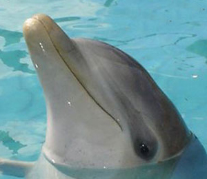 Stormy the Dolphin