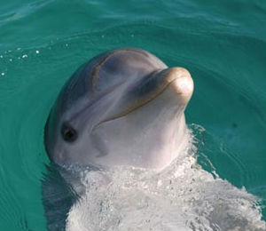 Abaco the Dolphin