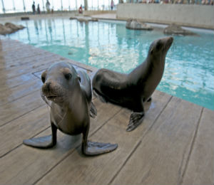 The Difference Between Sea Lions and Seals