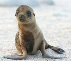 How People Have Affected Sea Lions