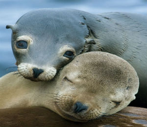 Learning From Sea Lions