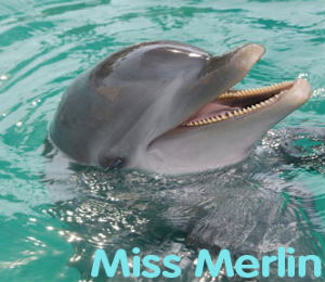 Miss Merlin the Dolphin