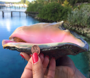 Blue Lagoon Gives Dish on Conch