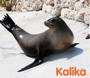 Kalika the Sea Lion